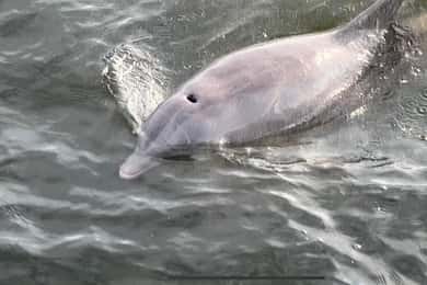 Tour privado con delfines para un máximo de 6 personas, Pensacola Bch
