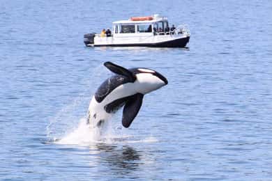 Lopez Island: Whale & Orca Boat Tour