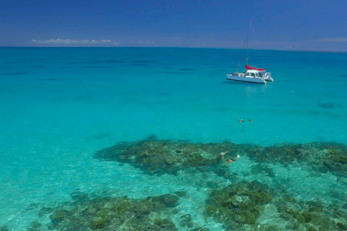 Cairns: Great Barrier Reef Snorkeling Tour with Lunch