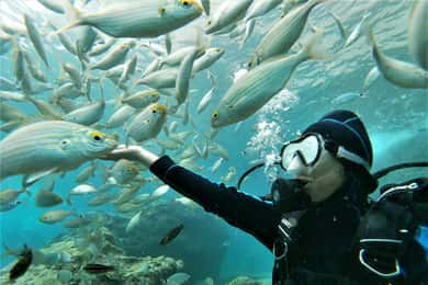 Kemer: Akvaryum ve Kiriş Koylarında Tüplü Dalış Deneyimi