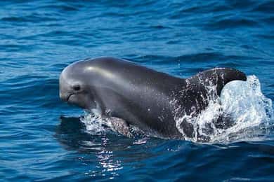 Fuerteventura: Dolphin watching and Lobo Island Combo Cruise