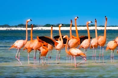 flamingo tour in Rio Lagartos, Yucatan 3 hours