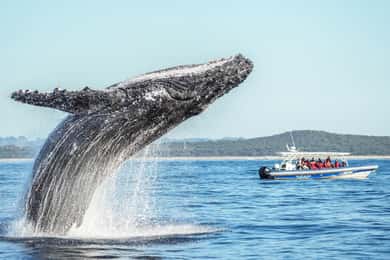 Byron Bay: Valskådningskryssning med en marinbiolog