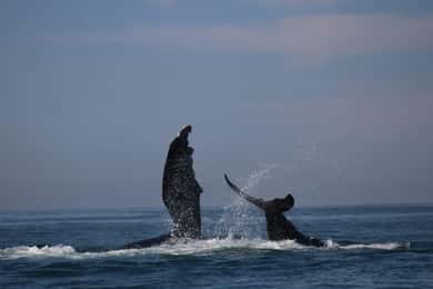 Puerto Vallarta: Whale watching