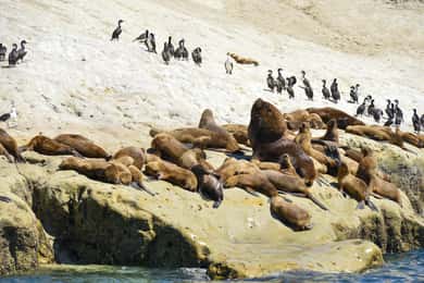 Excursão à costa de Punta Loma com city tour