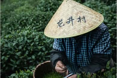 Hangzhou : visite guidée avec cueillette et dégustation de thé dans le village de Longjing