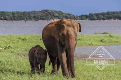 Hurulu Eco Park Habarana Elephant Safari incluindo os teus ingressos