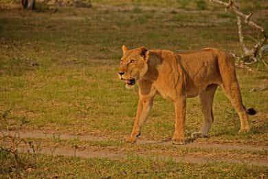 Arusha: 3-Day Serengeti Hot Air Balloon Safari & Flights