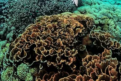 "Private Tour: Pink Beach Lombok Gili Islands & Sand Island"