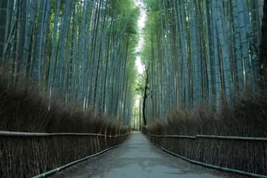 京都嵐山竹林ハイキングツアー