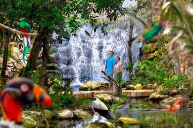From Cancun: Xcaret Plus Park, the complete experience
