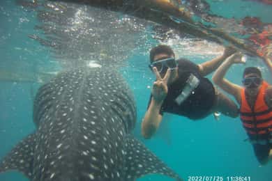 Cebu: WhaleShark, Cataratas de Tumalog e mergulho com snorkel em Sardine Run
