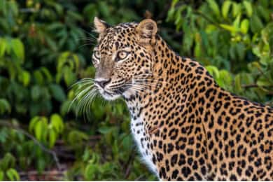 From Anuradhapura: All Inclusive Full Day Safari at Wilpattu
