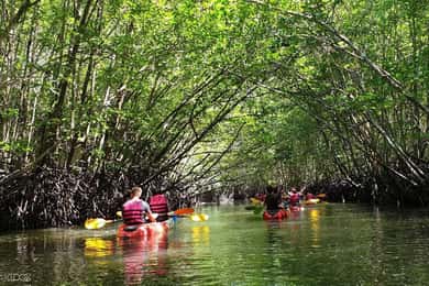 Ko Lanta: Halvdagstur i mangrovekajak med frokost