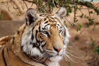De Délhi: excursão guiada de 4 dias pelo Triângulo Dourado e Ranthambore
