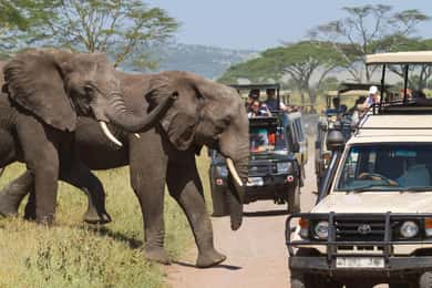 1-Day Private Safari to Lake Manyara National Park