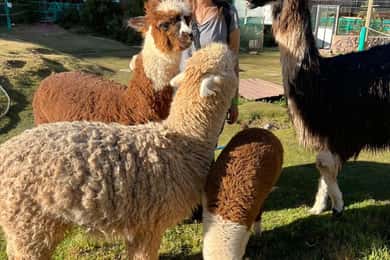 Cusco: Cochahuasi állatmenhely túra megmentett állatokkal