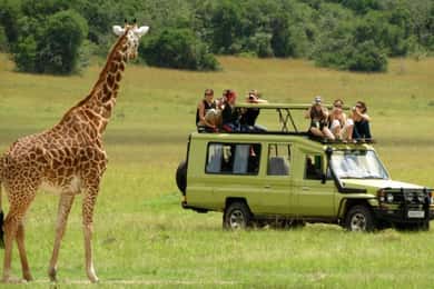 Phezulu Safari Park 1/2 Day Tour From Durban