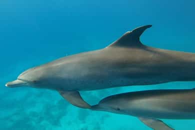 Hurghada: Private Yacht With Dolphin, Snorkeling & Island