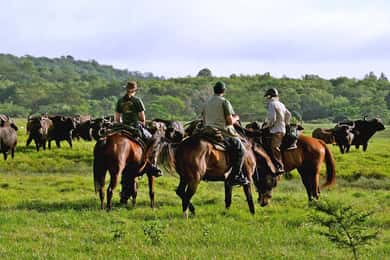 Arusha: safari a cavallo nella Dolly Estate