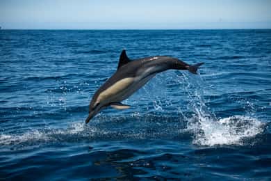 Sesimbra: avistamiento de delfines y ballenas en Arrábida con biólogo