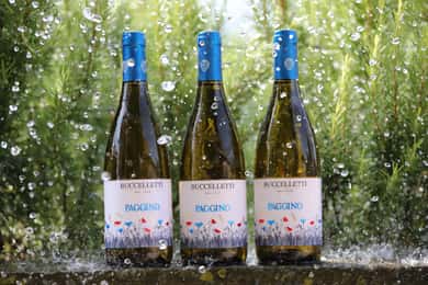 Tuscany: White Wine Tasting with Aperitivo at a Local Winery