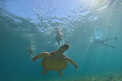 Cancun: Rejs wycieczkowy ze sprzętem do snorkelingu