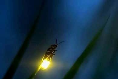 Puerto Princesa: Turer för att titta på eldflugor med middag