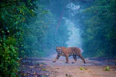 2-Day Agra and Ranthambore Tour from Delhi