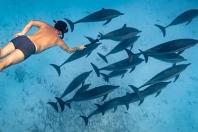 Marsa Alam:Cruzeiro de snorkeling com golfinhos nos recifes de Sataya com almoço