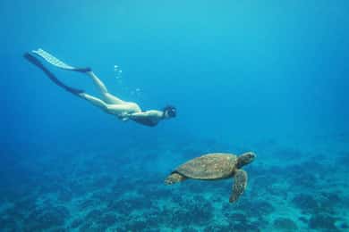 Île de Pâques : Excursion en snorqueling sur les récifs coralliens