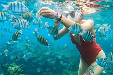 Mergulho com snorkel em Montego Bay com transporte
