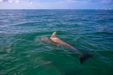 Delfines y snorkel en Cayo Hueso