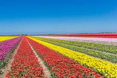 A partir de Amesterdão: faz o famoso passeio pela Rota das Tulipas.