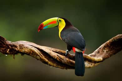 Costa Rica: Fågelskådning med en professionell guide.
