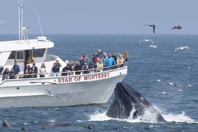 Monterey: Monterey Bay Dolphin and Whale Watching Boat Tour