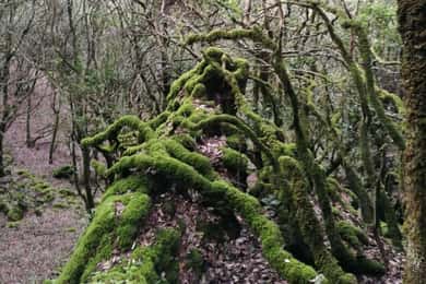 Pantelleria: del Bosque de los Elfos a la Cueva de los Brigantes.