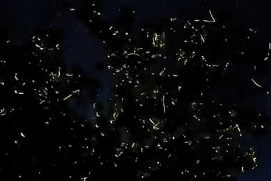 Bohol: Loboc River Firefly Watching Shared Tour