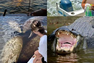 Naples, FL: Manatee, Dolphin, 10,000 Islands Sunset Cruise