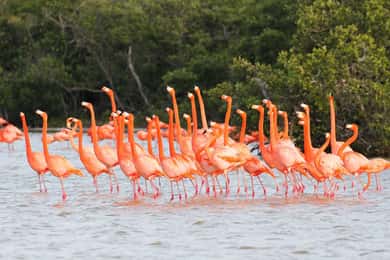 Rio Lagartos and Las Coloradas: EcoSafari Flamingo classic