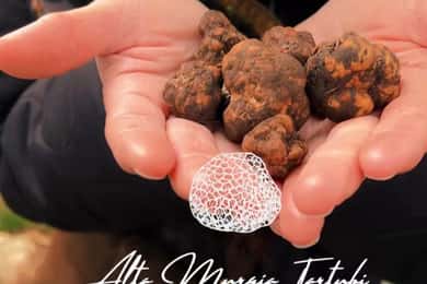 Truffle hunting with tasting in Alta Murgia
