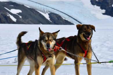Seward, Alaska: Helicopter Glacier Dog Sledding Adventure