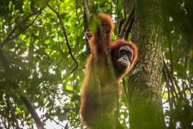 Vanuit Medan: Mount Leuser Nationaal Park Orang Oetan Reis