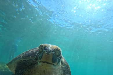 Dumaguete Apo Island Snorkling med sköldpadda Tour