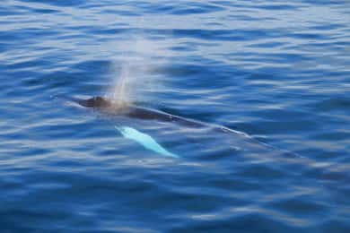 Reykjavik: Whale Watching Tour with Express Option