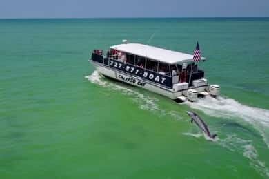 Excursão de 4 horas à ilha de Egmont Key com golfinhos e snorkeling