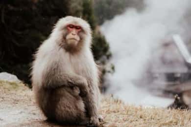 From Tokyo: Snow Monkey Park and Zenkoji Temple Private Tour