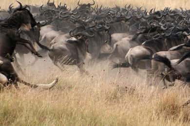 Masai Mara 3D giorni di safari in jeep al Sopa Luxury Lodge