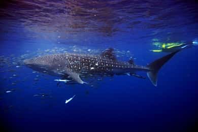 Cancun : Nagez avec des requins-baleines et faites de la plongée en apnée dans un récif corallien.