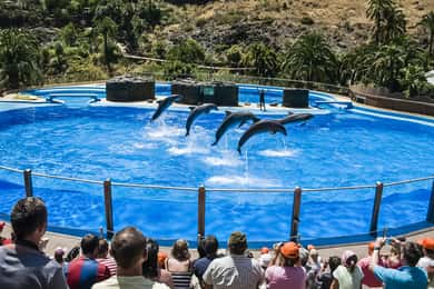 Ticket de entrada a Palmitos Park con Espectáculos de Delfines y Aves
